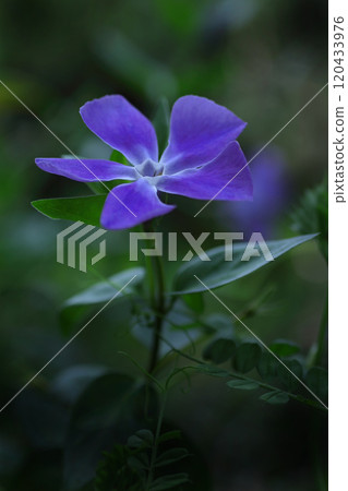 藍色Tsurunichinissha 藍色Tsurunichinissha 120433976