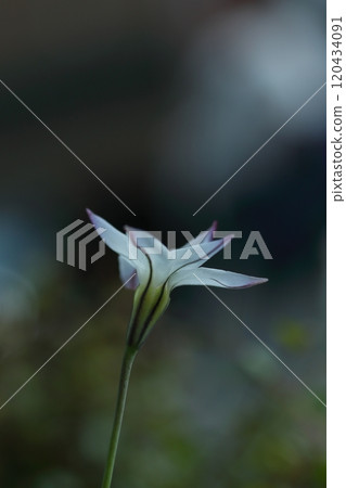 漂亮的Hananilla花 漂亮的Hananilla花 120434091