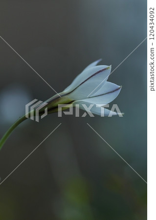 白色Hananyla花 白色Hananyla花 120434092