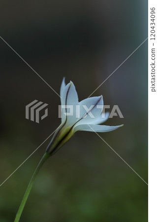 Fairytale-like white flower of Zephyranthes candida 120434096