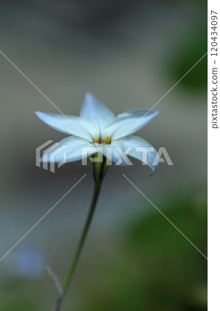 White Hananyla flower 120434097