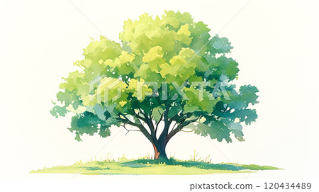 Watercolor illustration of a single fresh green tree standing in the center on a white background 120434489