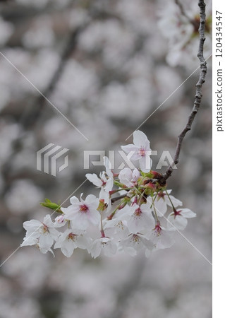 Cherry blossoms in full bloom bathed in the spring sunshine 120434547