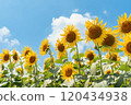 向日葵和藍天 120434938