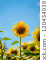 向日葵綻放直衝藍天 120434939