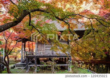 World Heritage Site Chusonji Temple: Morning at Benzaiten Hall dyed in autumn colors, Iwate Prefecture 120435021