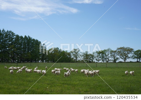 Sheep grazing Sheep grazing 120435534
