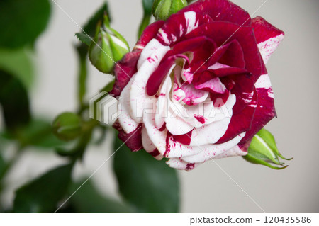 Spray Bulk Spray Bulk 120435586