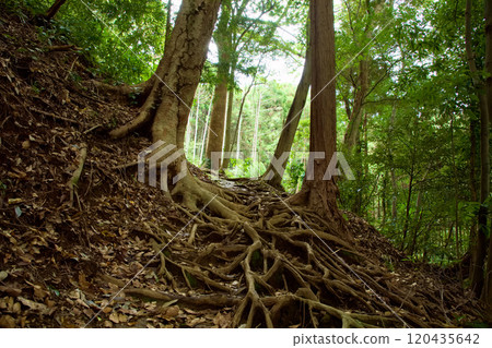 Izusan Shrine: The journey to the main shrine Izusan Shrine: The journey to the main shrine 120435642