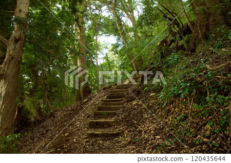 伊豆山神社 通往本宮的道路 伊豆山神社 通往本宮的道路 120435644