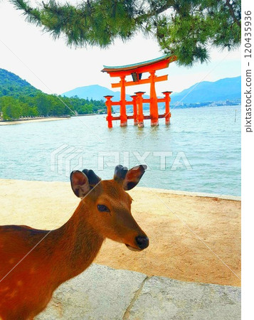 Torii gate and deer at Itsukushima Shrine Torii gate and deer at Itsukushima Shrine 120435936