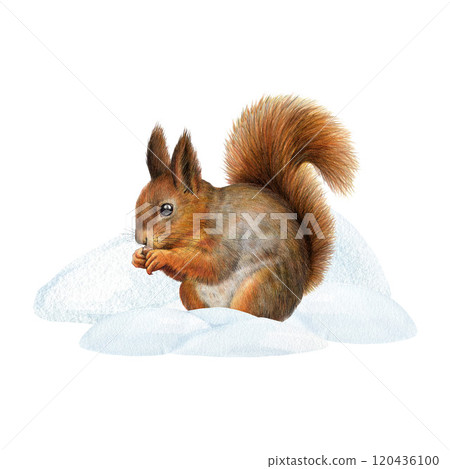 Hand painted winter season squirrel in snowy drifts on a white background vintage style illustration. Perfect for winter decor, holiday cards and seasonal designs. Realistic and detailed 120436100