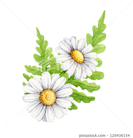Spring season floral elegant decor from daisy flowers vintage style illustration. Hand drawn daisies with fern leaves decor element on white background. For holiday festive decor and seasonal design 120436154