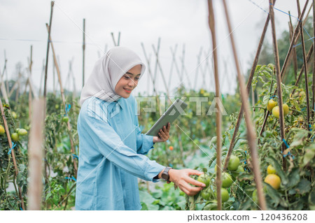 A Young Farmer Engaged in the Harvesting of Citrus Fruits within a Sustainable Orchard 120436208