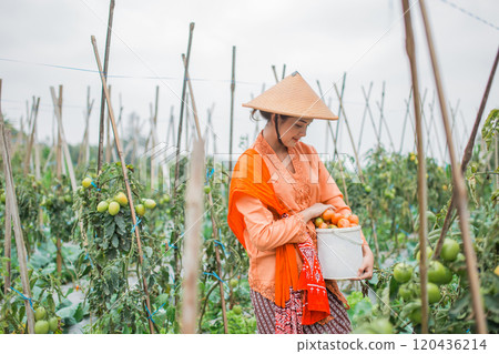 A woman joyfully harvesting fresh produce in a vibrant vegetable garden A woman joyfully harvesting fresh produce in a vibrant vegetable garden 120436214