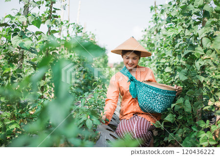 Harvesting Joyful Smiles A Dedicated Local Farmer Tends to Lush Green Fields 120436222