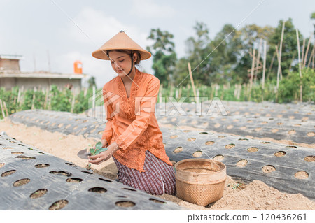 A woman is seen planting seeds on a vegetable farm while wearing traditional attire A woman is seen planting seeds on a vegetable farm while wearing traditional attire 120436261