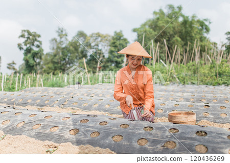 A Dedicated Farmer Engaged in Cultivating Crops While Wearing Traditional Attire 120436269