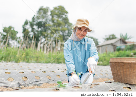 A Smiling Young Woman is Actively Cultivating Plants in a Bright and Sunny Farm Landscape 120436281