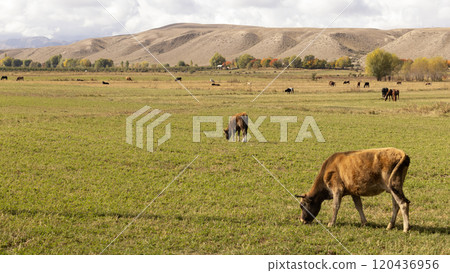 Cattle live in meadow of Kyrgyzstan in issyk-kul region 120436956