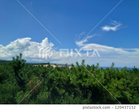 天空和松林 天空和松林 120437132