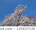  櫻花和藍天 120437136
