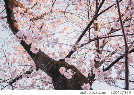 Cherry Blossoms Cherry Blossoms 120437579