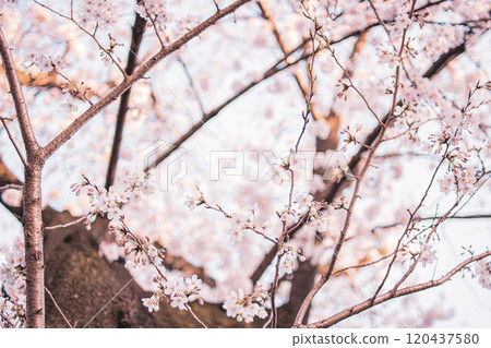 Cherry Blossoms	 120437580