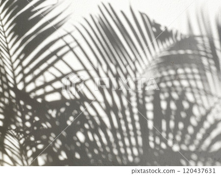 Palm Leaves Shadow on Wall Texture Background. 120437631