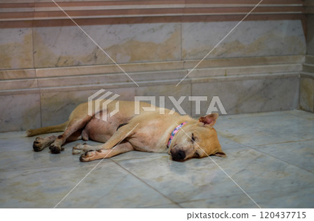 Bangkok, Thailand 120437715