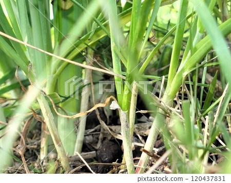 Daffodil (left) and Chinese chive (right) are thin!! Daffodil (left) and Chinese chive (right) are thin!! 120437831