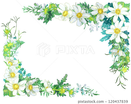 White cosmos frame 120437839