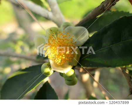 Tea flowers in a calm atmosphere Tea flowers in a calm atmosphere 120437899