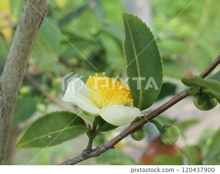 November's tea blossoms look like delicious soft cakes 120437900