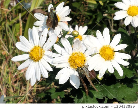 After a short wait, a German Skipper butterfly flies in. After a short wait, a German Skipper butterfly flies in. 120438089