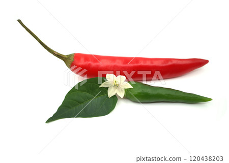 Red and green chili peppers with a white flower on white Red and green chili peppers with a white flower on white 120438203