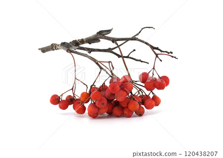 Close-up of vibrant red rowan berries on a branch isolated against a white background 120438207