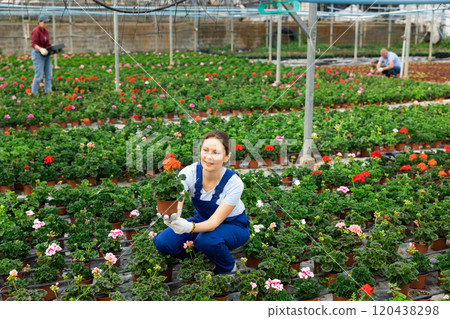 Adult woman holding flower pot with peralgonium Adult woman holding flower pot with peralgonium 120438298
