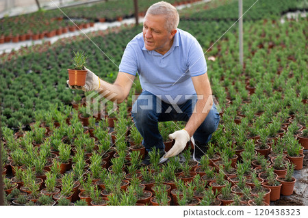 Senior male greenhouse worker inspects young generation of pot rosemary plants. 120438323