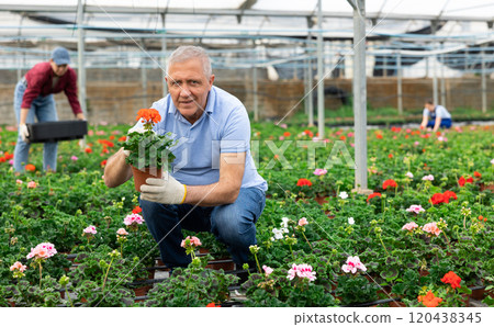 Old man worker sitting down holding a pot of geranium flower in greenhouse Old man worker sitting down holding a pot of geranium flower in greenhouse 120438345
