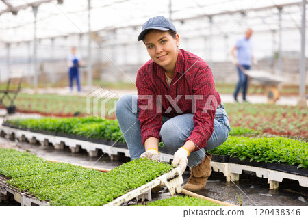 Young woman worker sitting down holding decorative moss in greenhouse 120438346