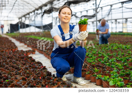 Adult woman holding flower pot with peppermint Adult woman holding flower pot with peppermint 120438359
