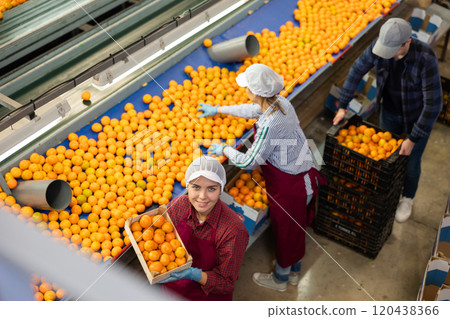 Team of workers in colored uniforms on citrus sorting line at warehouse. Top view. 120438366