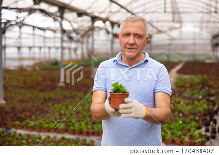 Mature male employee of wholesale warehouse of ornamental plants inspects young begonia seedlings Mature male employee of wholesale warehouse of ornamental plants inspects young begonia seedlings 120438407