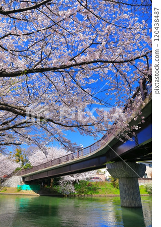 [京都府]伏見出愛橋晴好櫻花盛開（伏見十國船） 120438487