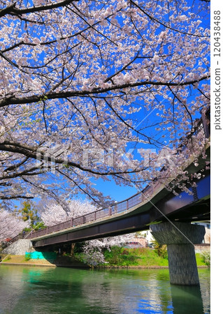 [Kyoto Prefecture] Fushimi Deai Bridge in fine weather and cherry blossoms in full bloom (Fushimi Jukkokubune) 120438488