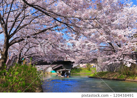 【京都府】伏見十國船晴好櫻花盛開 【京都府】伏見十國船晴好櫻花盛開 120438491