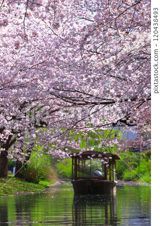 [Kyoto Prefecture] Fushimi Port in fine weather and cherry blossoms in full bloom (Fushimi Jukkokubune) 120438493