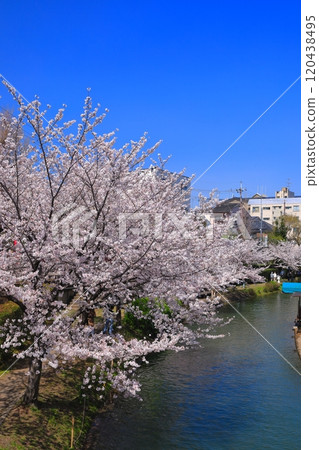 【京都府】伏見十國船晴好櫻花盛開 【京都府】伏見十國船晴好櫻花盛開 120438495