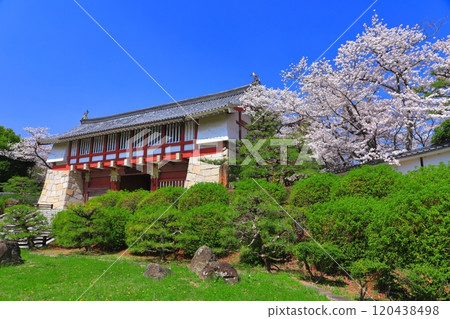 [京都府]伏見桃山城在晴朗的天氣和盛開的櫻花（Otemon） 120438498